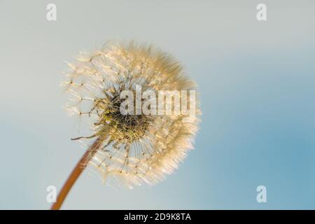 Löwenzahn gegen den blauen Himmel. Flauschiger Kopf eines Löwenzahn auf dem Hintergrund der Sonnenstrahlen. Ruhe, Gelassenheit. Machen Sie einen Wunsch und Schlag auf einen Löwenzahn. Ea Stockfoto