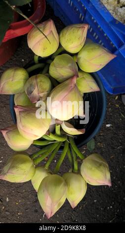 Landschaftlich schöner Blick auf die Knospen der Lotusblumen Stockfoto