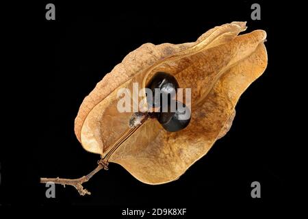 Koelreuteria paniculata, Goldenrain Baum, Blasenesche, Nahaufnahme, Frucht mit Samen, Samenschote Stockfoto