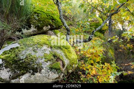 Selektive Fokusaufnahme von moosbedeckten Felsen in einem Wald Stockfoto