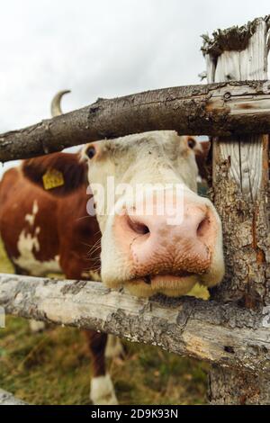 Lustige Kuh neugierig auf die Kamera Stockfoto