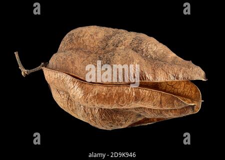 Koelreuteria paniculata, Goldenrain Baum, Blasenesche, Nahaufnahme, Frucht Stockfoto