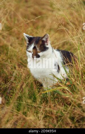 Gefleckte streunende Katze im hohen gelben Gras Stockfoto