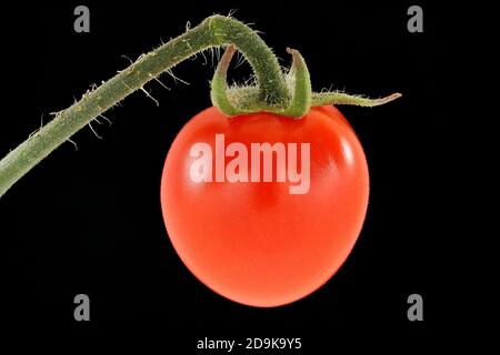 Solanum lycopersicum, Tomate, close up, Obst, Beere Stockfoto