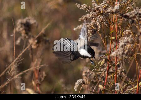 Ein Schwarzdeckelschnäffiger im Flug, als er im Herbst Samen von einer flauschigen Wiesenpflanze sucht Stockfoto