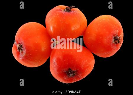 Sorbus aucuparia, Rowan, Vogelbeere, Nahaufnahme, Früchte Stockfoto