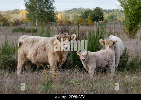 Döberitzer Heide-Galloways, Freilandhaltung, Rinderzucht, Elstal, Wustermark, Heinz Sielmann Stiftung, Stockfoto