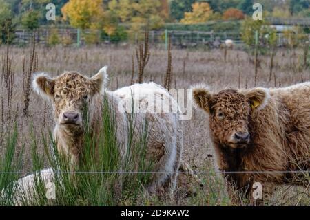 Döberitzer Heide-Galloways, Freilandhaltung, Rinderzucht, Elstal, Wustermark, Heinz Sielmann Stiftung, Stockfoto