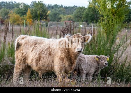 Döberitzer Heide-Galloways, Freilandhaltung, Rinderzucht, Elstal, Wustermark, Heinz Sielmann Stiftung, Stockfoto