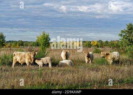 Döberitzer Heide-Galloways, Freilandhaltung, Rinderzucht, Elstal, Wustermark, Heinz Sielmann Stiftung, Stockfoto