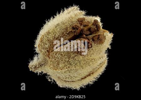 Verbascum thapsus, Gemeine Königskerze, Kleinblütige Königskerze, Nahaufnahme, Frucht mit Samen, Samen 0.8-1.0 mm lang Stockfoto