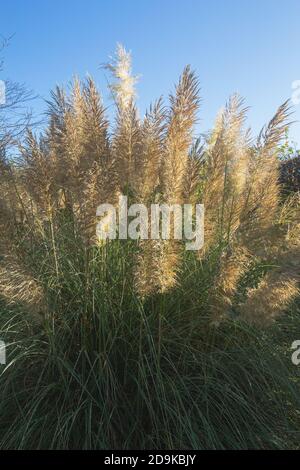 Cortaderia Sellona pumila, Zwergpampagras, ist ein blauer Herbsthimmel Stockfoto