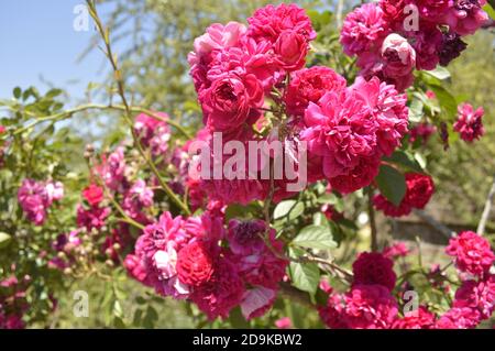 Heller Strauch von rosa Rokoko-Rosen in der Mitte Frühling in verschiedenen Phasen der Blüte - Rosa polyantha Stockfoto