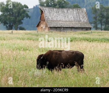 Ein junger amerikanischer Bison-Bulle, der durch das Grasland vor dem Molton Barn in der Mormon Row im Grand Teton National Park in Wyoming geht. Stockfoto