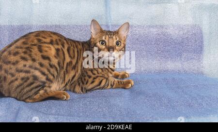 Junge bengalkatze, die auf einem blauen Bett ruht und spielt Stockfoto