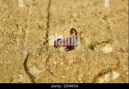 Gemeiner kleiner Holzskorpion, Euscorpius sicanus, Jagd an einer Wand auf maltesischen Inseln, Malta Stockfoto