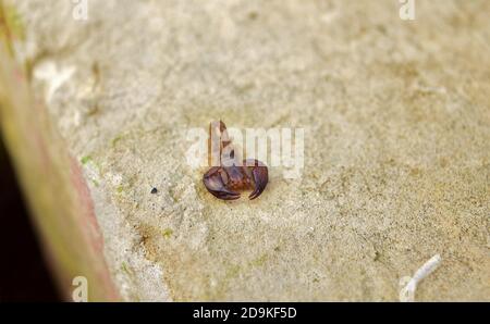 Gemeiner kleiner Holzskorpion, Euscorpius sicanus, Jagd an einer Wand auf maltesischen Inseln, Malta Stockfoto