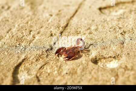 Gemeiner kleiner Holzskorpion, Euscorpius sicanus, Jagd an einer Wand auf maltesischen Inseln, Malta Stockfoto