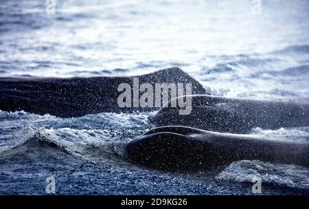 Walbeobachtung. Gruppe von Pottwalen atmet Luft. Spritzer und Kreiden von Walen über dem Meer. Sea Safari (Walsafari). Physéter macrocéphalus Stockfoto