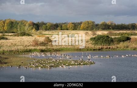 North Cave Wetlands im Herbst Stockfoto