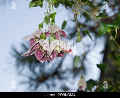 Clematis Cirrhosa Sommersprossen Stockfoto