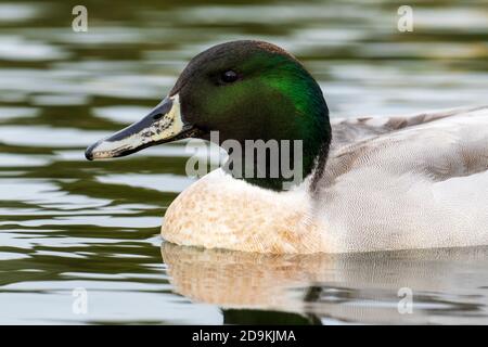 Mallard Northern Pintail (Hybrid) Anas platyrhynchos x acuta Costa Ballena Cádiz Spanien Stockfoto