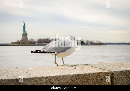 Eine Möwe mit Freiheitsstatue im Hintergrund. New York City, USA Stockfoto