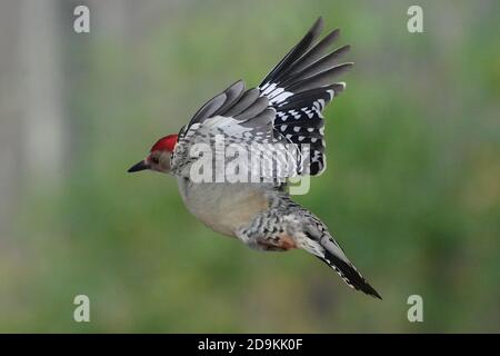 Rotbauchspecht im Flug Stockfoto