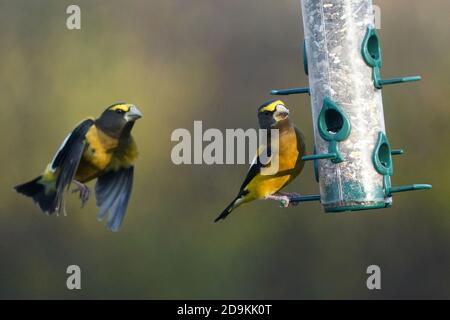 Abend Grosbeak Männchen im Flug Stockfoto