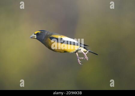 Abend Grosbeak Männchen im Flug Stockfoto