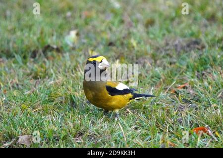 Abend Grosbeak auf dem Boden Stockfoto
