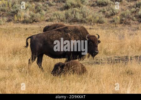 Eine amerikanische Bison Kuh und ihr Kalb im Lamar Valley im Yellowstone Nationalpark in Wyoming, USA. Stockfoto