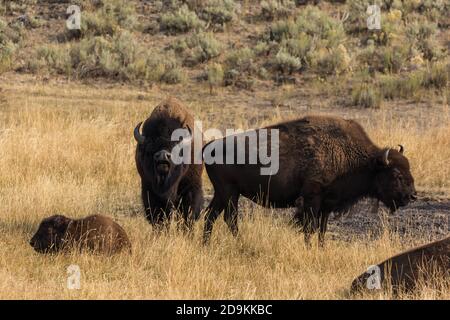 Eine amerikanische Bison-Bulle, Kuh und ihr Kalb im Lamar Valley im Yellowstone National Park in Wyoming, USA. Stockfoto