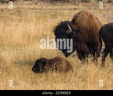 Ein amerikanischer Bison-Stier und -Kalb im Lamar Valley im Yellowstone National Park in Wyoming, USA. Stockfoto