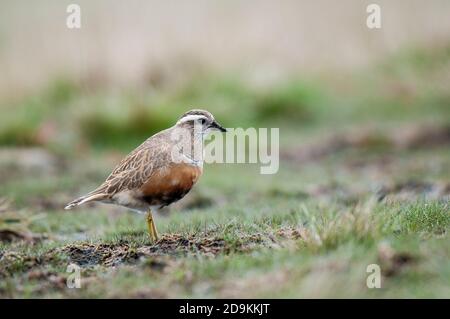 Dotterel (Charadrius morinellus), erwachsenes Männchen auf der Wanderung, das auf dem Gipfel des Pendle Hill im Wald von Bowland liegt und von herausragender natürlicher Natur ist Stockfoto