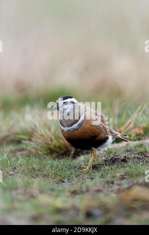 Dotterel (Charadrius morinellus), erwachsene Frau auf Migration ruht auf der Oberseite des Pendle Hill im Wald von Bowland Gebiet von außergewöhnlicher natürlicher Bea Stockfoto