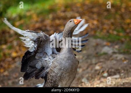 Nahaufnahme eines einheimischen grauen und weißen Landhausgans mit leuchtend orangefarbenem Schnabel, der seine Flügel flatternd. Verschwommener grüner, brauner Hintergrund. Stockfoto