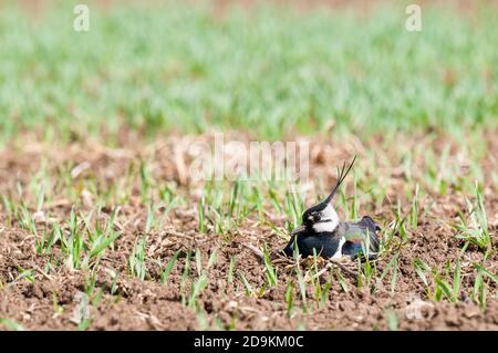 Ein erwachsener Kiebitz (Vanellus vanellus) sitzt auf seinem Nest und brütet Eier in einem frisch keimenden Weizenfeld auf der Isle of Sheppey in Kent. Mai. Stockfoto