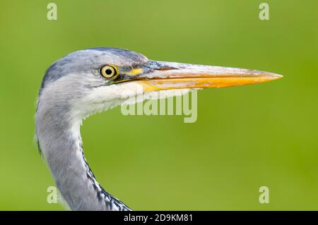 Eine Nahaufnahme auf dem Kopf eines Graureiher (Ardea cinerea) auf der Isle of Sheppey in Kent. Mai. Stockfoto