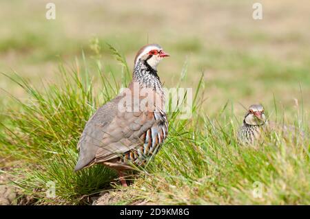 Ein erwachsenes französisches oder rotbeiniges Rebhuhn (Alectoris rufa), das auf einem Grasklumpen steht, mit einem zweiten Vogel, der teilweise im Gras dahinter versteckt ist, auf dem Stockfoto