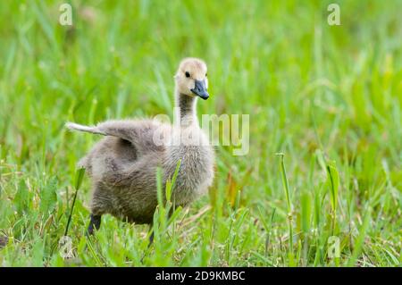 Eine kanadagans (Branta canadensis) gosling mit einem ausgestreckten Flügel, der durch kurzes Gras läuft Crossness Nature Reserve im London Borough of Stockfoto