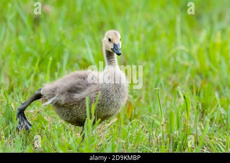 Eine kanadagans (Branta canadensis), die im Crossness Nature Reserve im London Borough of Bexley ein Bein im kurzen Gras streckt. Mai. Stockfoto