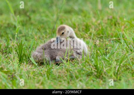Eine kanadagans (Branta canadensis), die im Crossness Nature Reserve im Londoner Borough of Bexley in kurzem Gras sitzt und sich ausbrütet. Mai. Stockfoto