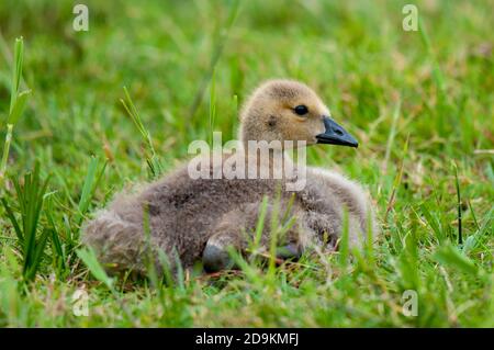 Eine kanadagans (Branta canadensis), die im kurzen Gras im Crossness Nature Reserve im London Borough of Bexley ruht. Mai. Stockfoto