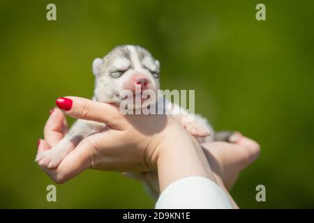 Frau hält schwarz-weiß gefärbte sibirische Husky Welpen in den Händen. Junger Hund isoliert mit grünem Hintergrund. Stockfoto