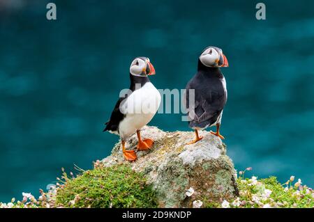 Zwei Erwachsene Papageitaucher (Fraterkula arctica) In der Zucht steht Gefieder auf einem Flechten verkrusteten Felsen auf Eine Klippe auf der Insel Skomer in Pembrokeshire Stockfoto