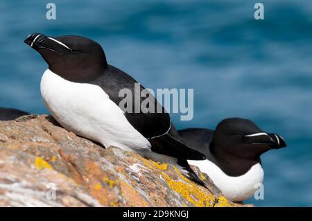 Ein Paar Erwachsene Razorbills (Alca torda) In der Zucht Gefieder sitzt auf einem Flechten verkrusteten Felsen auf Eine Klippe auf der Insel Skomer in Pembrokeshire Stockfoto