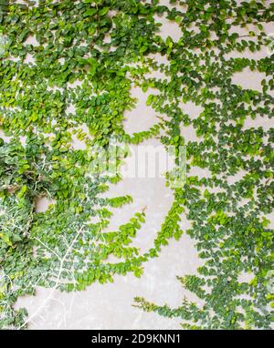 Coatbuttons mexikanische Gänseblümchen Ficus pumila Pflanze an der Wand Stockfoto