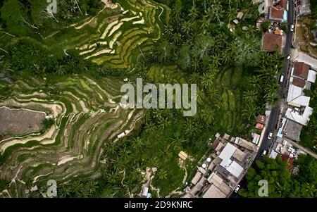 Ansicht oder Luftaufnahme von frischen grünen und gelben Reisfeldern. Luftaufnahme von gepflanzten Reisfeldern und ländlichen Dörfern, Geometrie der Landwirtschaft. Bali Stockfoto