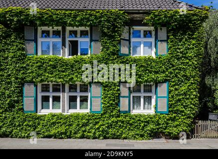 Essen, Ruhrgebiet, Nordrhein-Westfalen, Deutschland, mit Efeu bewachsene Hausfassade, Siedlung Margarethenhöhe, gilt als erste deutsche Gartenstadt, die 115 Hektar große Siedlung der Margarethe Krupp Stiftung ist ein Beispiel menschenfreundlichen Lebens und ein Anblick im Ruhrgebiet. Stockfoto